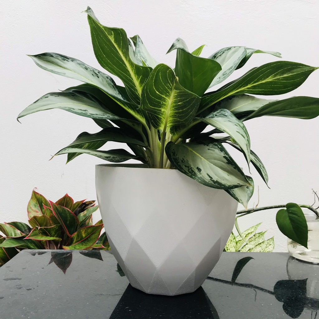 Chậu trồng cây, chậu nhựa trồng cây kim cương 2 kích thước