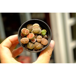 SEN MÔNG- LITHOP- THẠCH LAN SIÊU CUTE