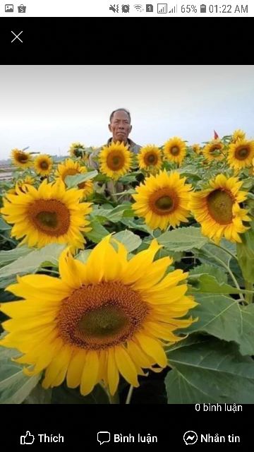 Hướng dương khổng lồ loài hoa luôn hướng về phía mặt trời  🌻🌻🌻
#Aguara6 dễ trồng trồng , không tốn công chăm sóc