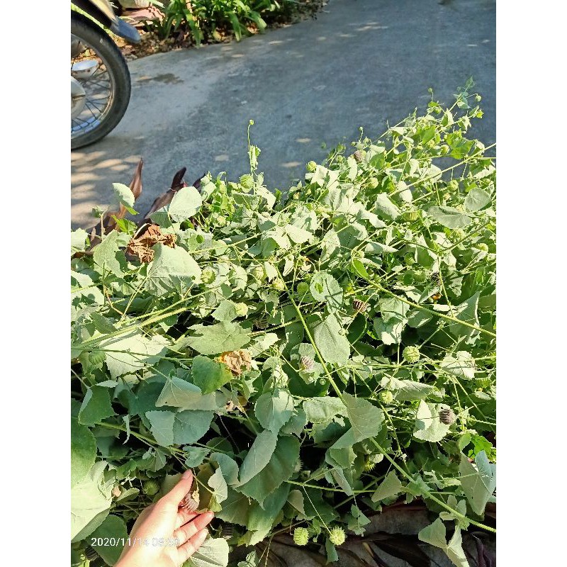 Cây cối xay khô 1kg