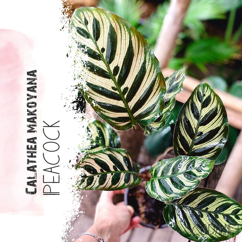 Cây Calathea makoyana Peacock (Đuôi Công Makoyana) chậu nhựa 10cm