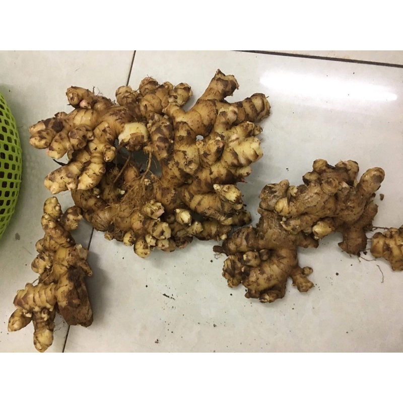 Gừng tươi Đà Lạt 500g