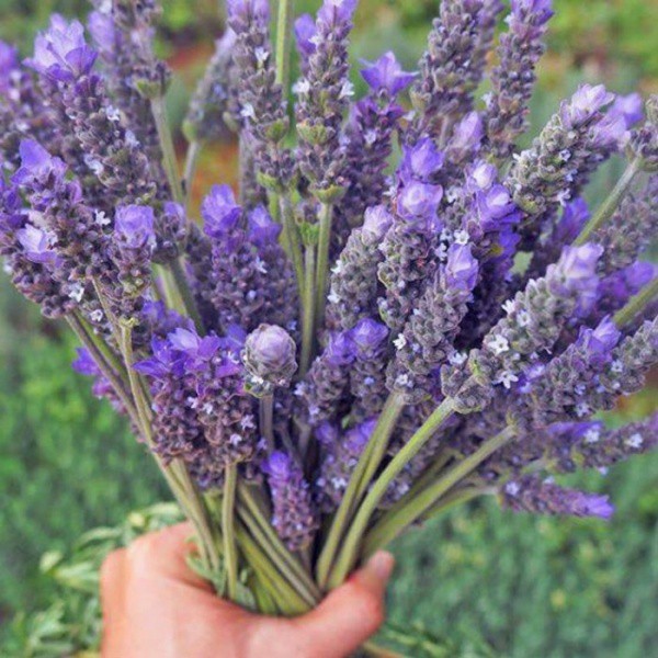 Lavender Đà Lạt - Hoa oải hương mẻ mới siêu thơm Sỉ Lẻ