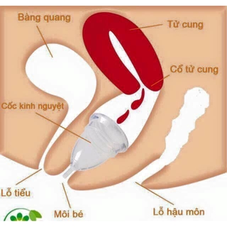 CỐC NGUYỆT SAN TỐT