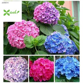 Hạt giống Cẩm tú cầu mix (10 hạt)