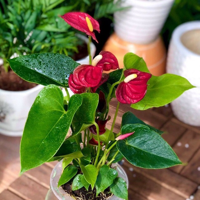 Hồng môn thuỷ sinh