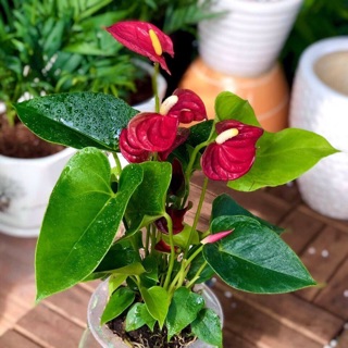 Hồng môn thuỷ sinh