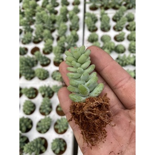 Sen đá vỉ chuỗi Ngọc bi 🌱🌱🌱