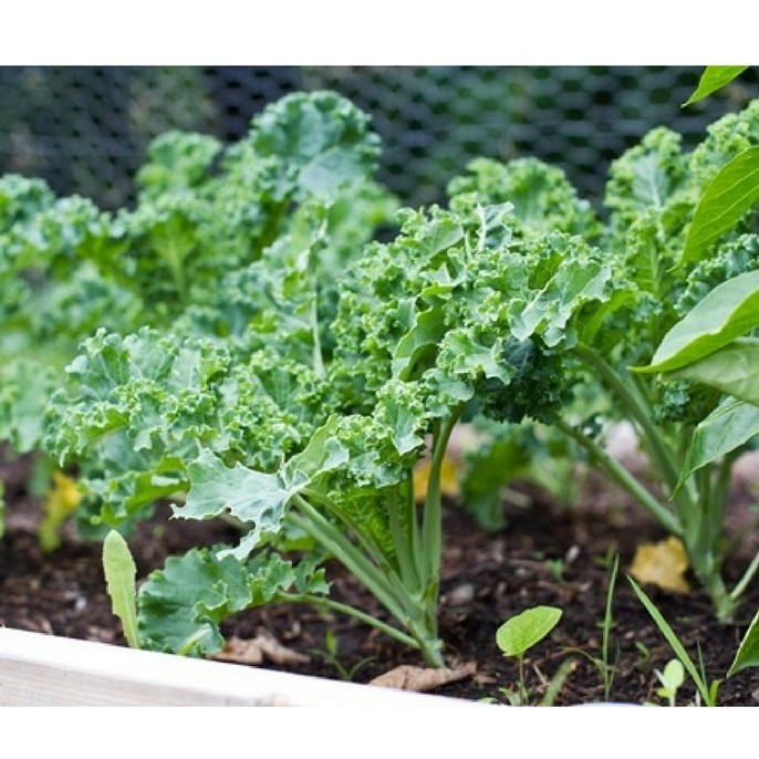 HẠT GIỐNG CẢI KALE - CẢI XOĂN XANH - GÓI 2 GRAM