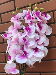 Lan hồ điệp cao su cao cấp