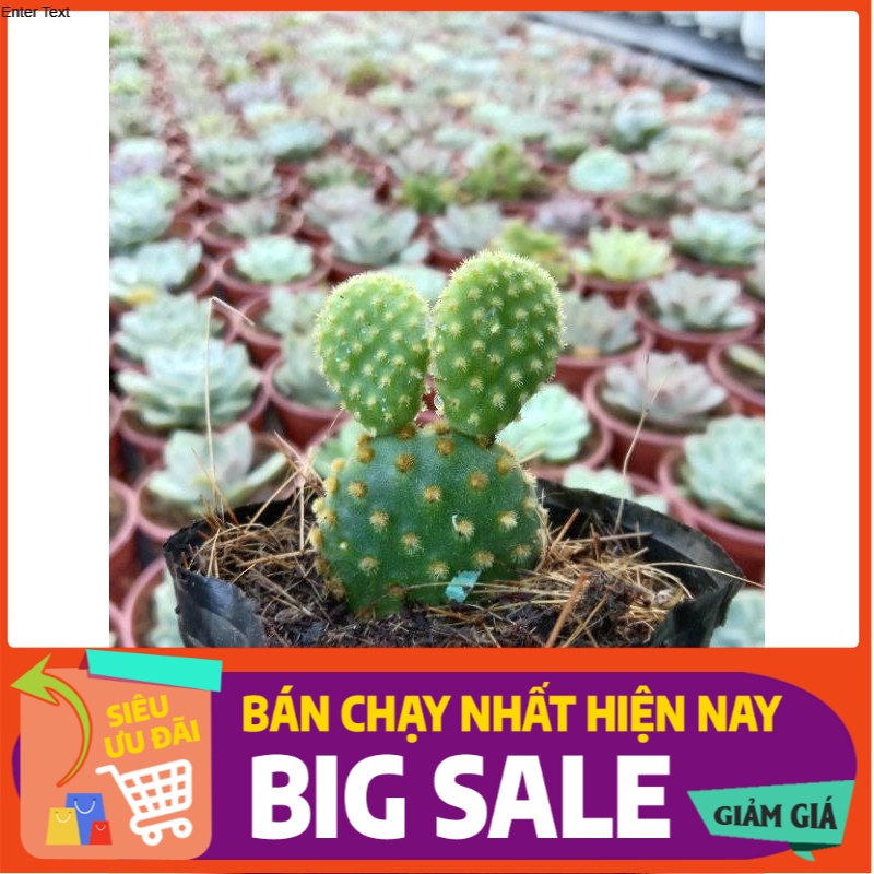 MỘT CHIẾC XƯƠNG RỒNG TAI THỎ LÔNG VÀNG DETHUONG XINH XẺO, SIZE MINI 8X8 CM ĐÃ THUẦN KHÍ HẬU SỨC SỐNG CAO ĐẸP 💪