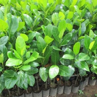 Sản phẩm cây mít ươm hạt