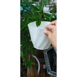 10 chậu xoắn ốc màu trắng phi 16cm