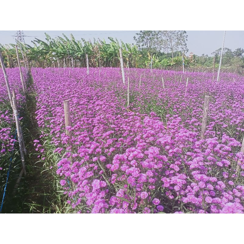 1000 cây giống thạch thảo màu tím hồng kép loại đẹp
