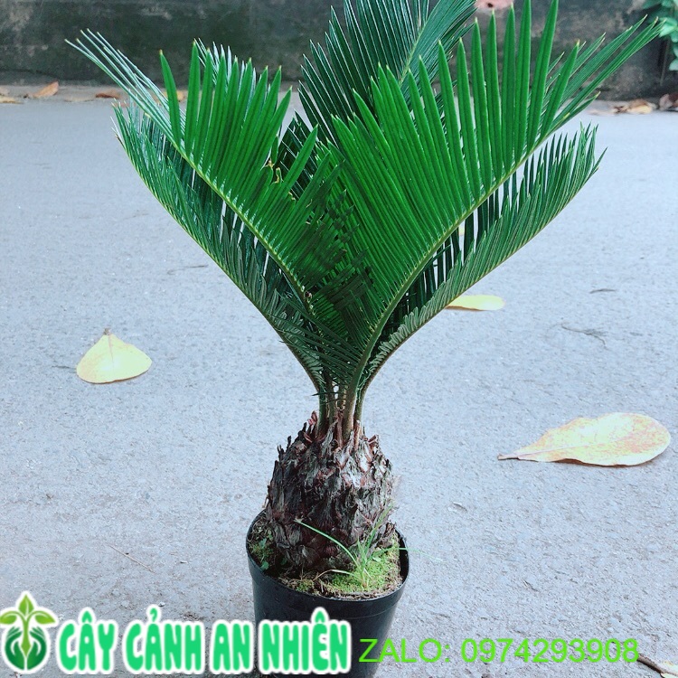 Cây Thiên Tuế