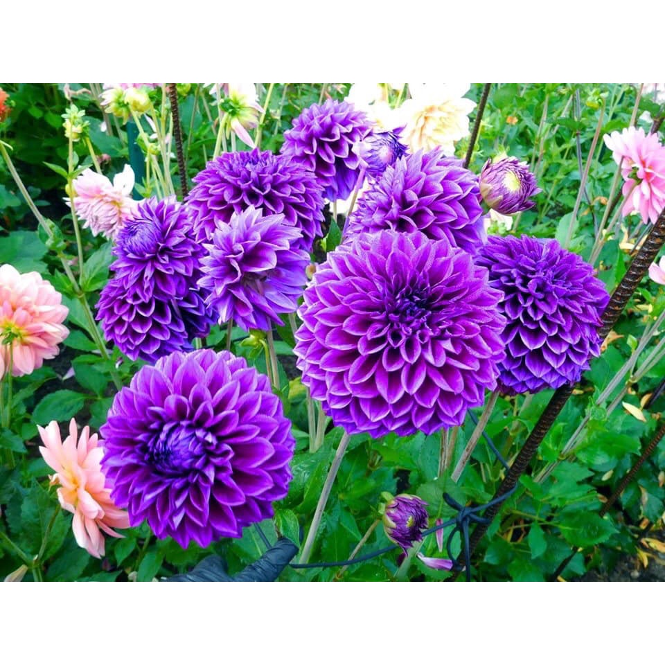 50 Hạt Hoa Thược Dược Lùn này mầm 100%