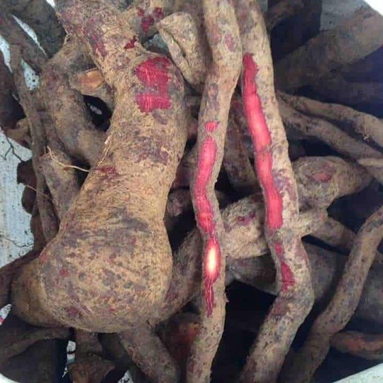 GÓI 1KG Rễ Cây Mú Từn _ Cù Boong Nậu Khô Hàng Chuẩn Sạch - Tây Sơn Food