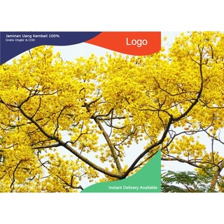 Cây giống cây hoa phượng vàng