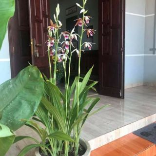 1 củ Hạc Đỉnh Nâu (thơm)