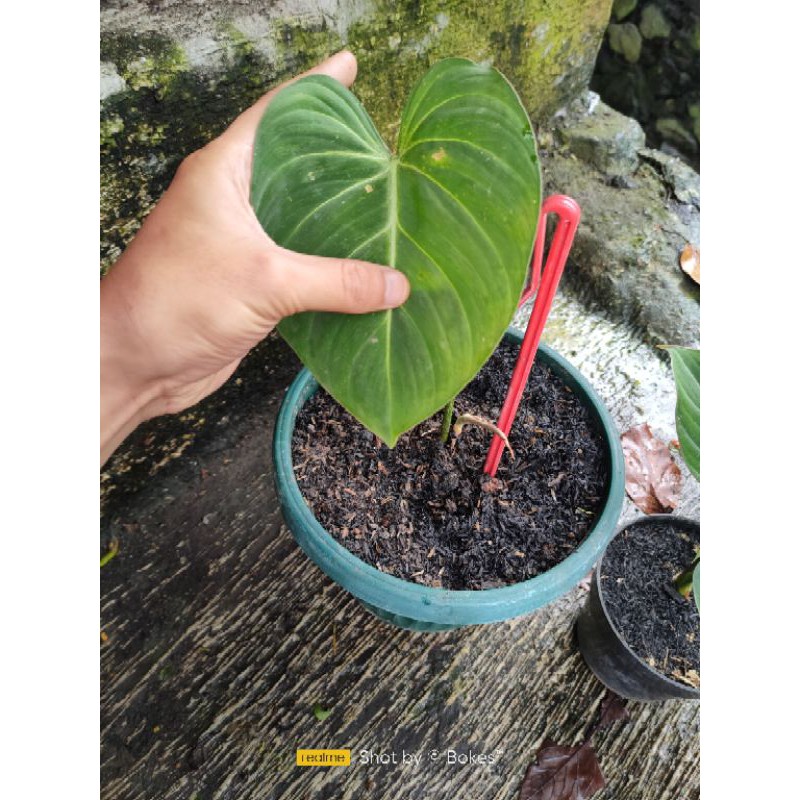 Giày Philodendron Gloriosum Chất Lượng Cao | BigBuy360 - bigbuy360.vn