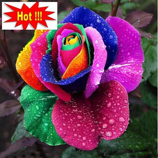 Hạt giống Hoa Hồng 7 Sắc Cầu Vồng (10 hạt)