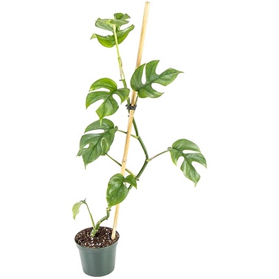 Mini Monstera 30-45cm trầu bà lá xẻ leo mini