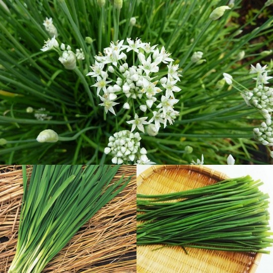 Hạt Giống rau Hẹ