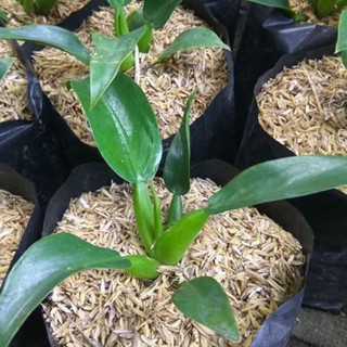 Mô hình chú ếch trong philo Hyacinth