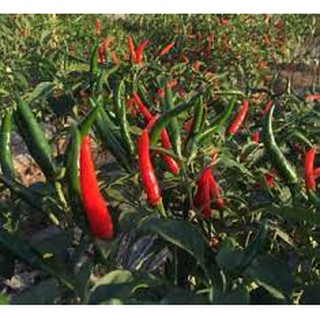 Gói 30 hạt giống ớt chỉ thiên F1