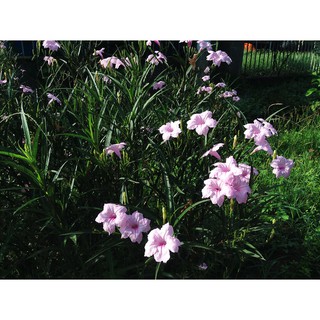 Cây chiều hồng( bầu 4-5 cây)