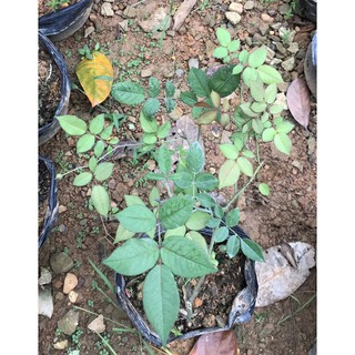Cây hoa hồng Cổ Sapa