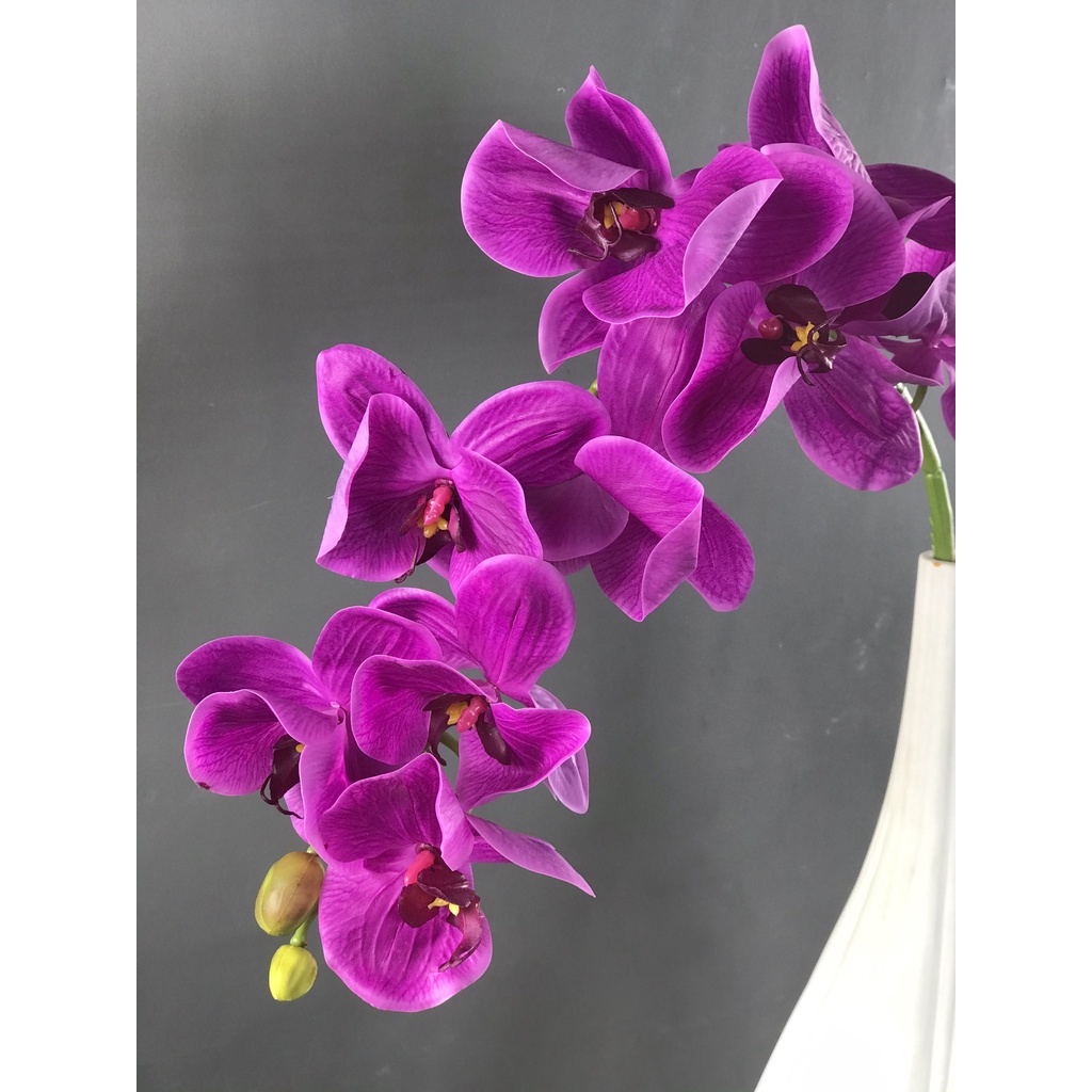 Cành lan hồ điệp tím thẫm cao su ướt  - HC00059 -