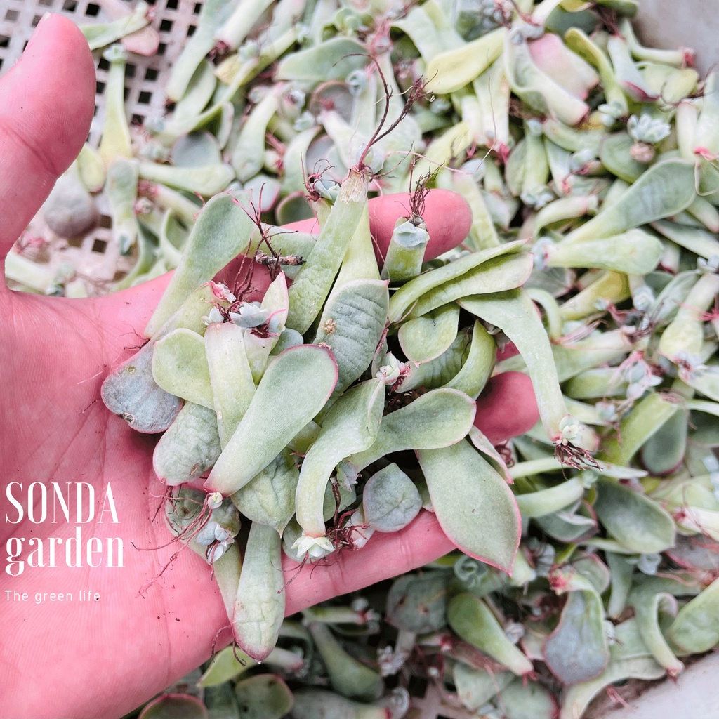 Mầm sen đá 40 lá mầm các loại SONDA GARDEN siêu dễ ươm, cây cảnh trang trí nhà cửa, lỗi 1 đổi 1