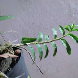 (Mới) Giò lan phi điệp 40cm