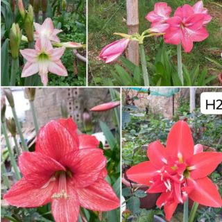 Củ bb lan huệ lai. Tặng huệ mưa