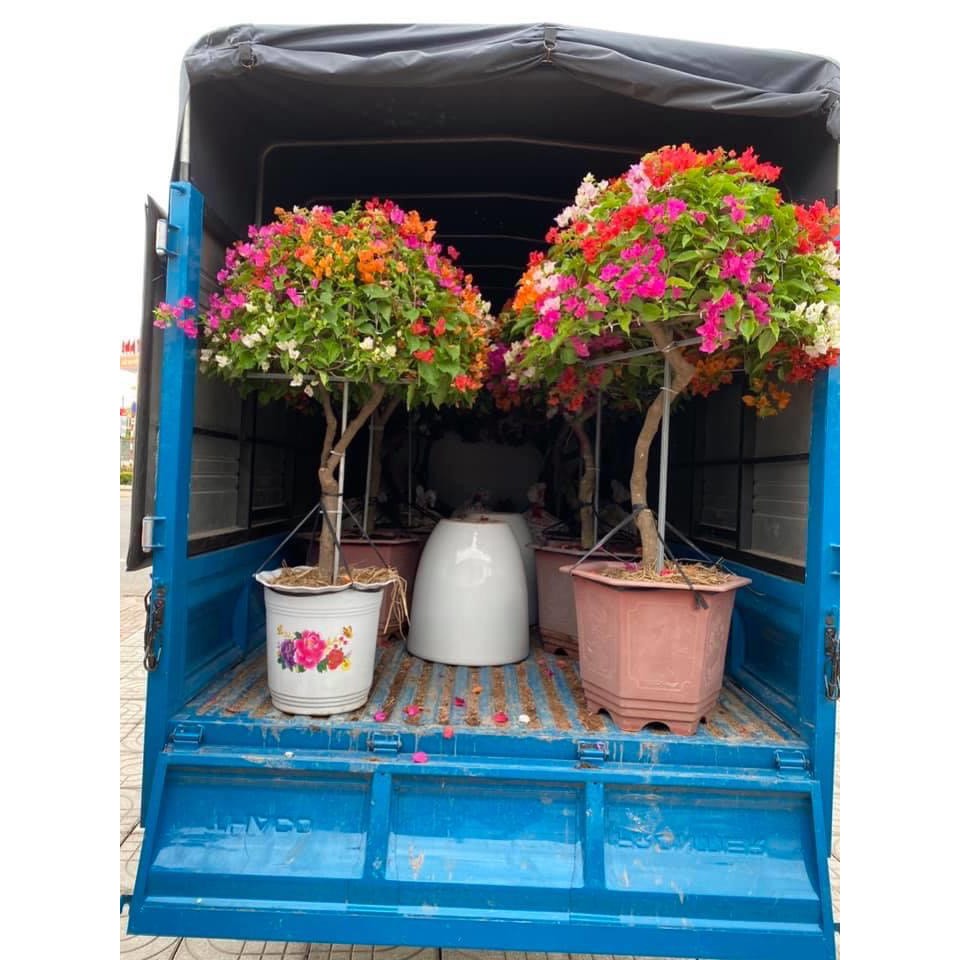 Hoa giấy ngũ sắc phôi ghép cành