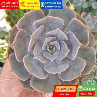 Sen đá đất hồng size trung, đã thuần khí hậu nóng, khoẻ đẹp, hoàn tiền khi cây bị hư hoặc lỗi