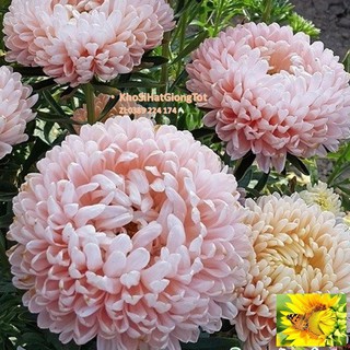 Hạt Giống Hoa Cúc Đại Đóa Bông To 10cm Cánh Nhuyễn Mix Màu 70cm (Callistephus)