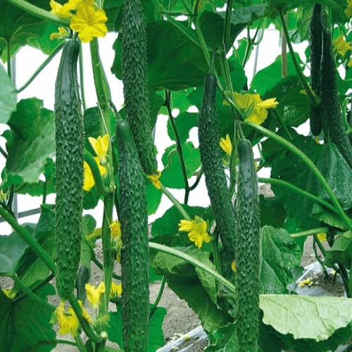 Hạt giống dưa chuột dài  nhật 20 hạt