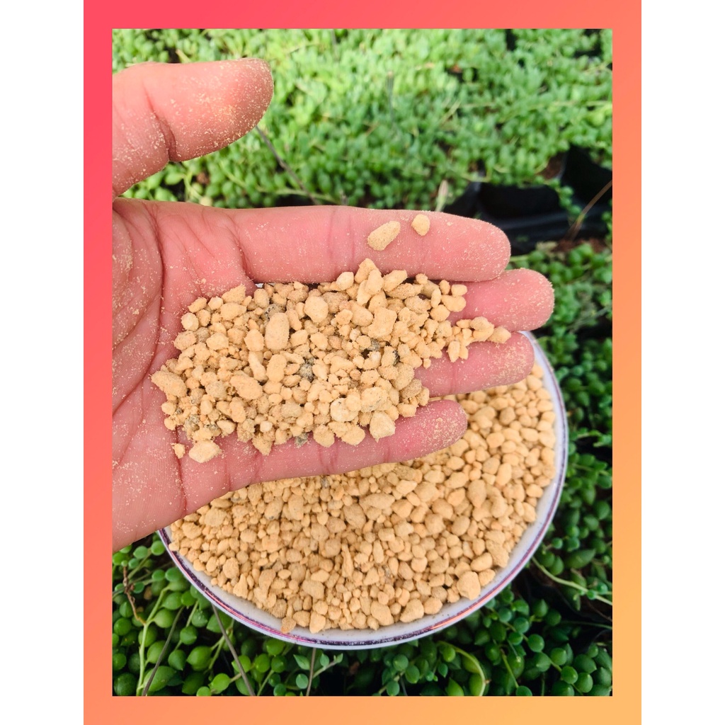 ĐẤT KANUMA CHO SEN ĐÁ, XƯƠNG RỒNG