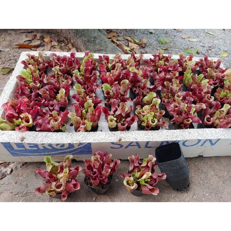Cây Hoa Ăn Thịt, Cây Bắt Mồi Hố Bẫy Lùn Purpur Dưỡng Đẹp Khỏe Hoa Tết Đẹp Dễ Trồng Gói Hàng Kỹ Lưỡng