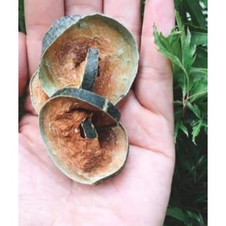100g bí đao sấy khô.