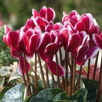 Hạt Giống Hoa Anh Thảo Mix
