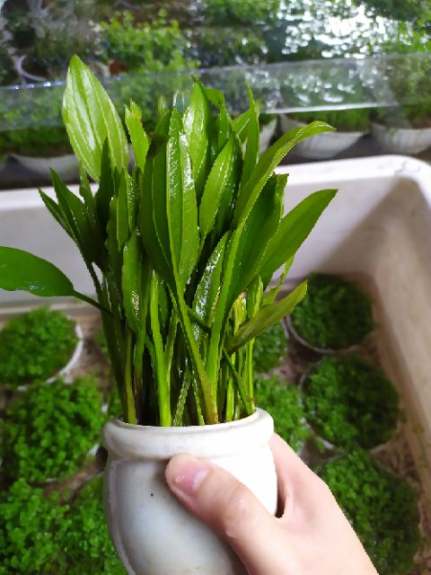 Cây Lan Nước thủy sinh
