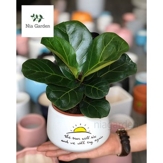 Chậu đất nung vẽ trồng cây cảnh, hạt dẻ để bàn