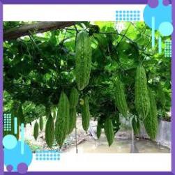HẠT GIỐNG KHỔ QUA RỪNG