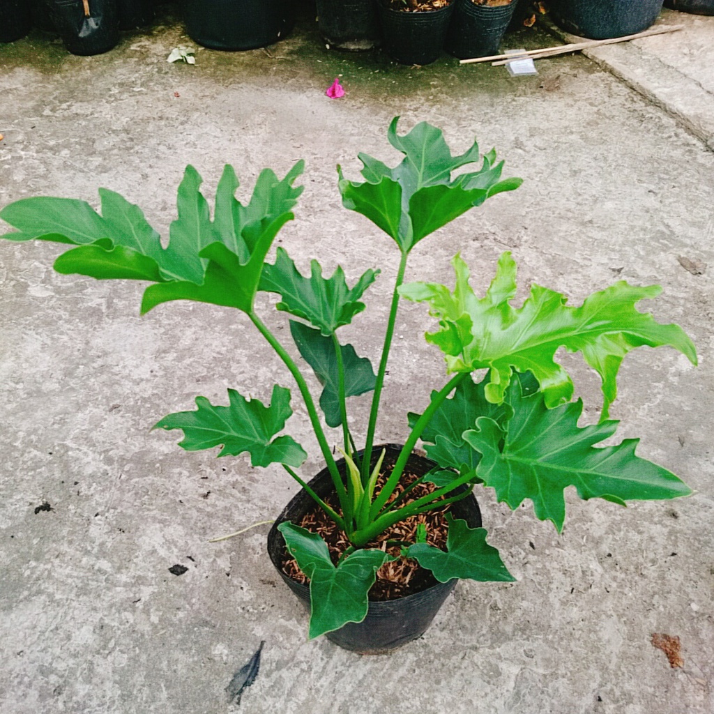 Trầu Bà Thanh Xuân - Cây cảnh trong nhà