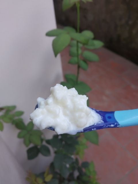 Kefir [NẤM KHOẺ] nấm sữa chua, water keffr nấm tây tạng hướng dẫn cách làm đến lúc thành công