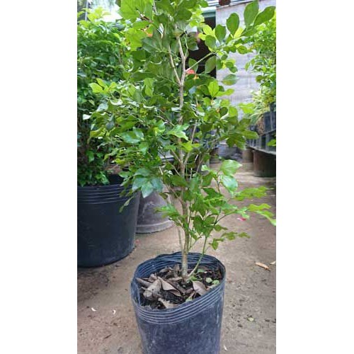 CÂY NGUYỆT QUẾ SIÊU ĐẸP, HOA SIÊU THƠM