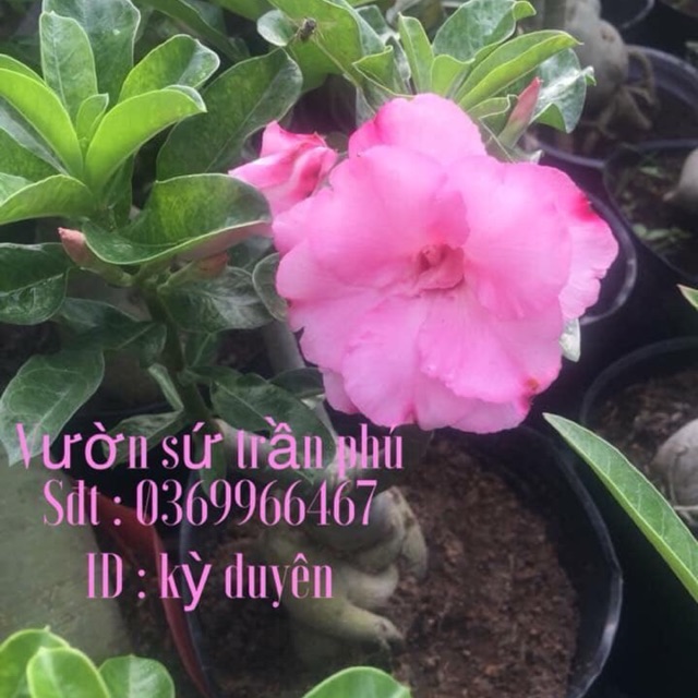 Hoa Sứ Kỳ Duyên